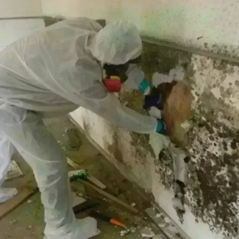 Mold Remediation and Removal in Mauldin, SC